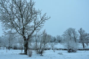 bocage sous la neige